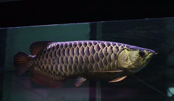 巧克力金龍魚價格多少：巧克力金龍魚價格多少巧克力金龍魚價格多少