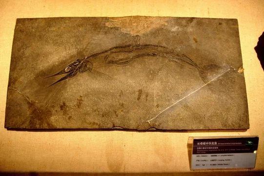 龍魚的化石多少錢：龍魚化石的市場價格