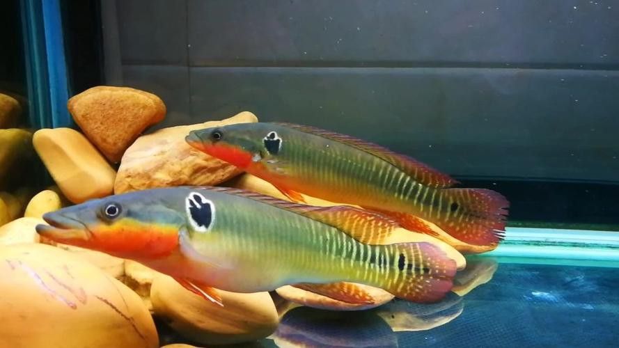 孔雀龍魚品種大全圖解及名稱圖片