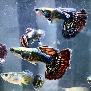 孔雀龍魚品種大全圖解及名稱圖片