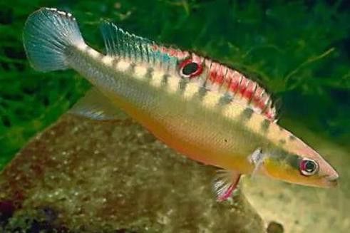 孔雀龍魚品種大全圖解及名稱圖片