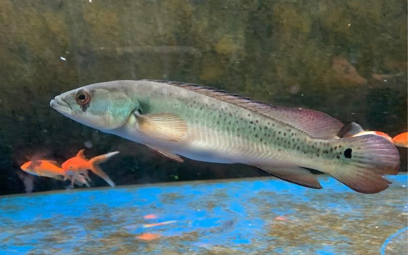 孔雀龍魚品種大全圖解及名稱圖片