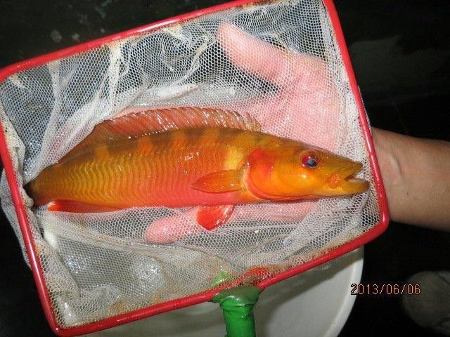 孔雀龍魚品種大全圖解及名稱圖片
