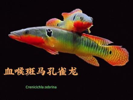 孔雀龍魚品種大全圖解及名稱圖片