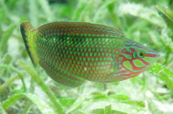 孔雀龍魚品種大全圖解及名稱圖片