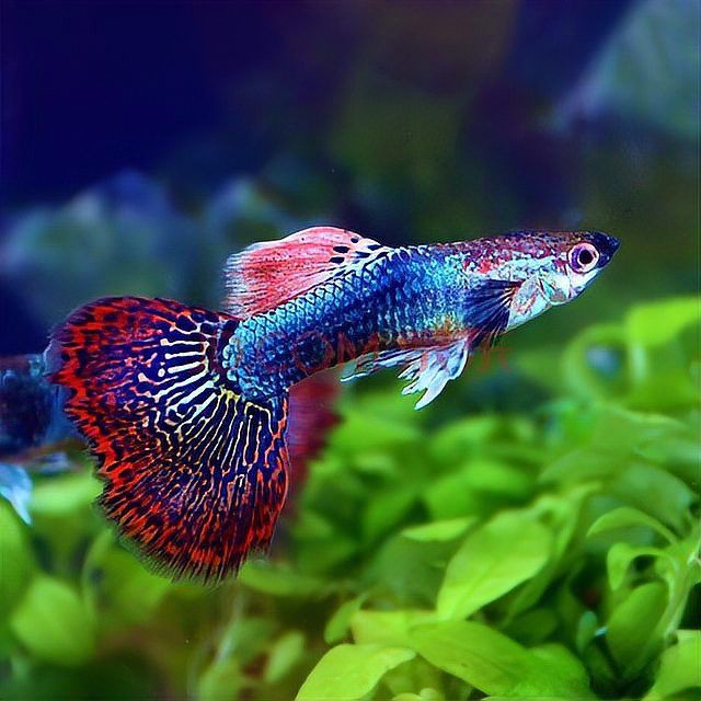 孔雀龍魚品種大全圖解及名稱圖片