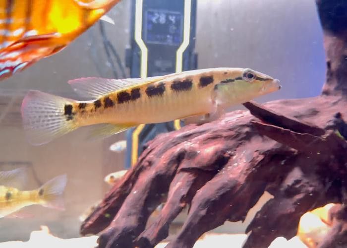 孔雀龍魚品種大全圖解及名稱圖片