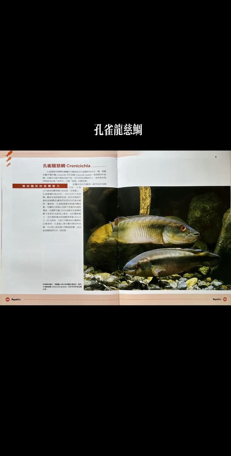 孔雀龍魚品種大全圖解及名稱圖片