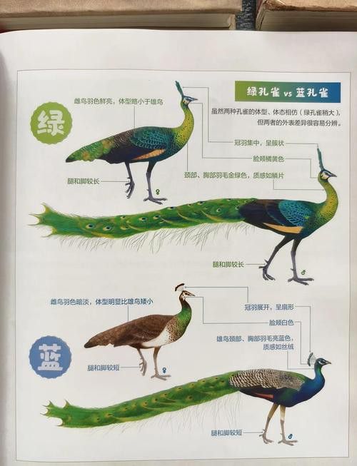 孔雀龍魚品種大全圖解及名稱圖片