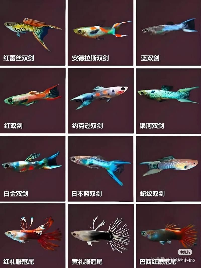 孔雀龍魚品種大全圖解及名稱圖片