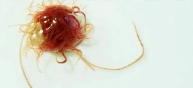 如何消毒紅龍魚(yú)的食物？