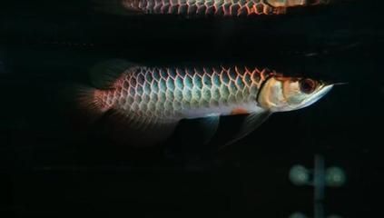 古典過背龍魚的成長記錄資料古典過背龍魚的成長記錄：古典過背龍魚成長記錄