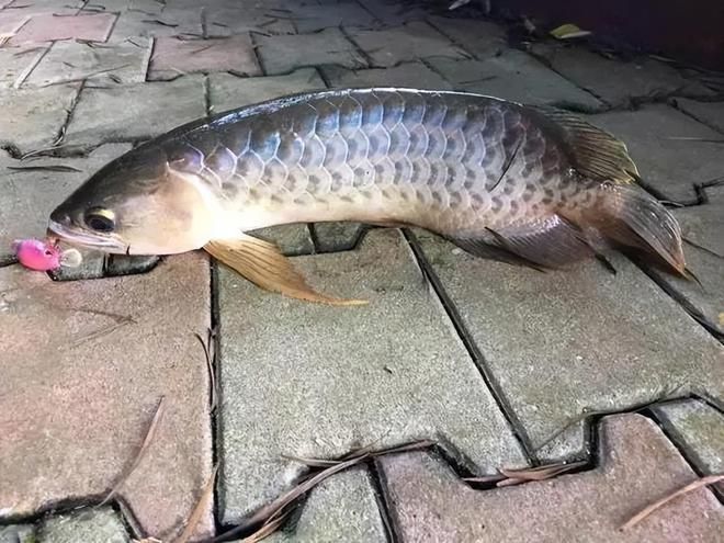 一米2能養金龍魚多少條（1米2的魚缸能養殖金龍魚嗎？）
