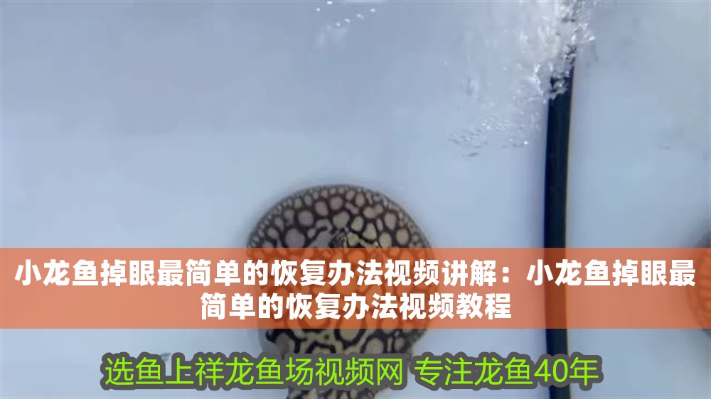 小龍魚掉眼最簡單的恢復(fù)辦法視頻講解：小龍魚掉眼最簡單的恢復(fù)辦法視頻教程