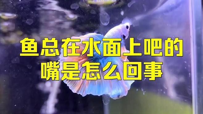 龍魚(yú)浮頭張嘴如何緊急處理？