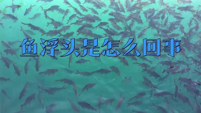 龍魚(yú)浮頭張嘴如何緊急處理？