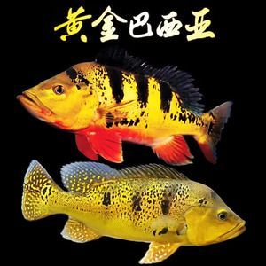 黃金龍魚水溫要多少度【如何確定黃金龍魚的水溫】