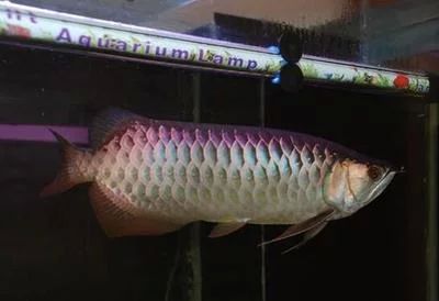 龍魚的最低水溫是多少度的：龍魚的最低水溫是多少度的？