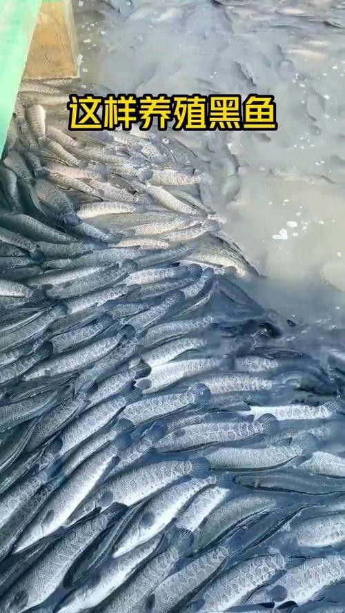 黑龍魚好吃嗎怎么養好