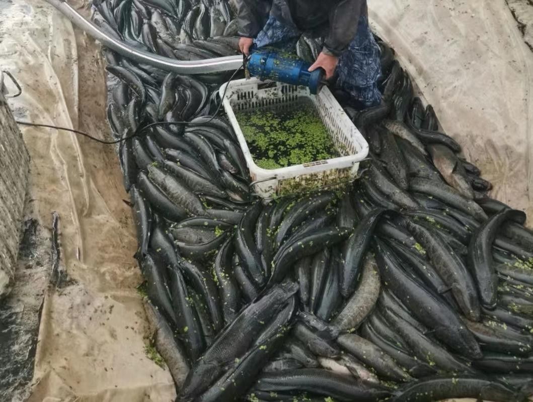 黑龍魚好吃嗎怎么養好