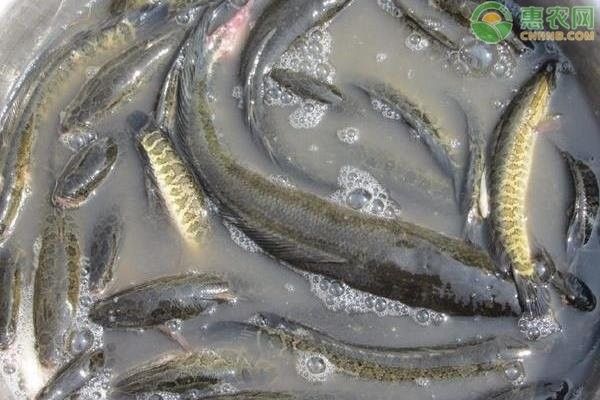 黑龍魚好吃嗎怎么養好