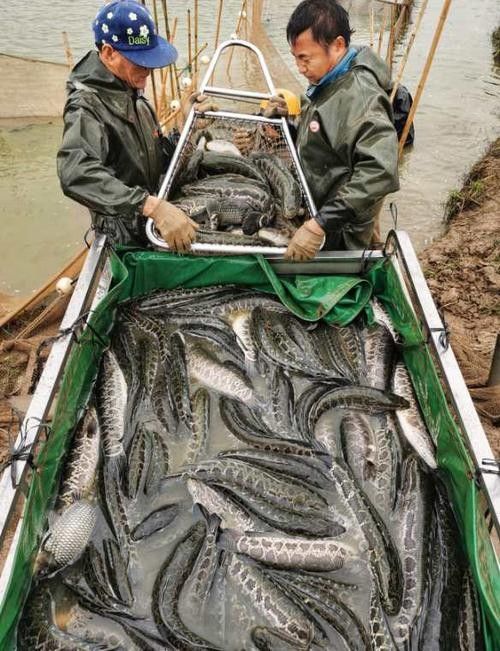 黑龍魚好吃嗎怎么養好