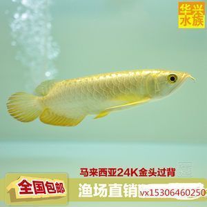 龍魚多少一條比較好，龍魚市場價格波動原因