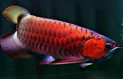 紅龍魚的特點和生活特征是什么，紅龍魚風水寓意詳解,紅龍魚繁殖成功率提高方法