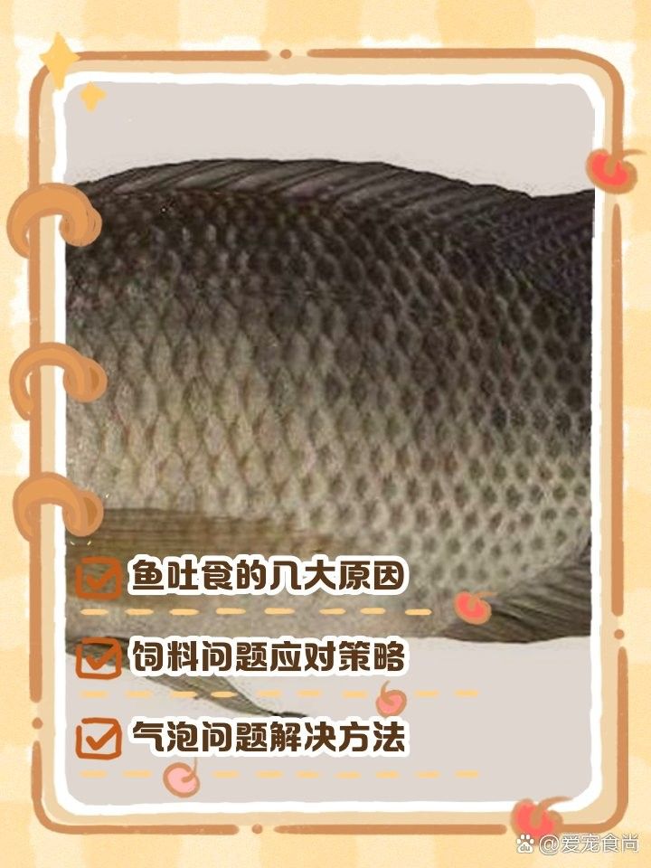 龍魚嘴巴撞破了怎么辦：龍魚嘴巴撞破了怎么辦龍魚嘴巴撞破了怎么辦