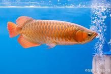 金龍魚的發源地是哪里