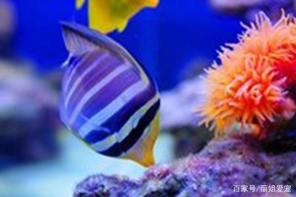 龍魚缸需要造浪泵嗎：龍魚缸是否需要造浪泵