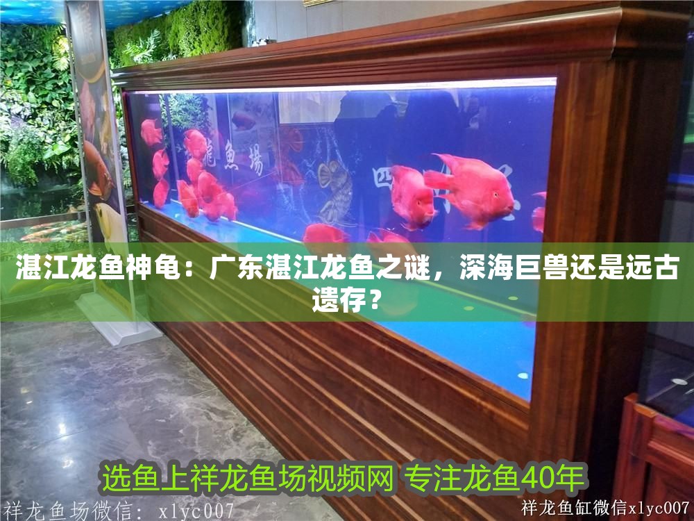 湛江龍魚神龜：廣東湛江龍魚之謎，深海巨獸還是遠(yuǎn)古遺存？