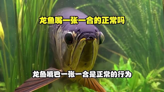 金龍魚張嘴是什么原因造成的呢