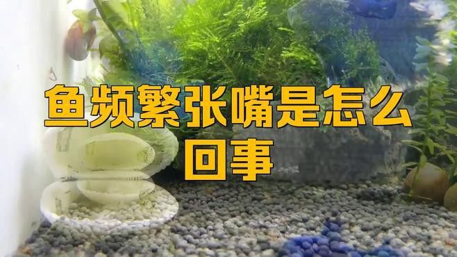 金龍魚張嘴是什么原因造成的呢