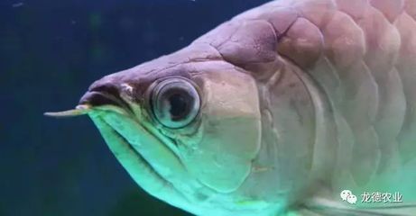 龍魚一直張著嘴呼吸：為什么龍魚一直張著嘴呼吸
