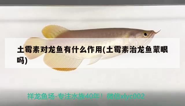 龍魚發黑怎么辦：龍魚吃土霉素治療什么病