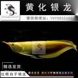 黃化白子銀龍魚資料（關于黃化白子銀龍魚的一些詳細資料）