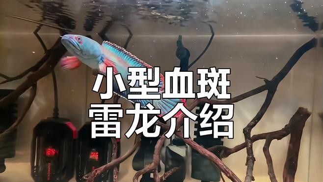 血斑雷龍魚能長多大的魚鱗