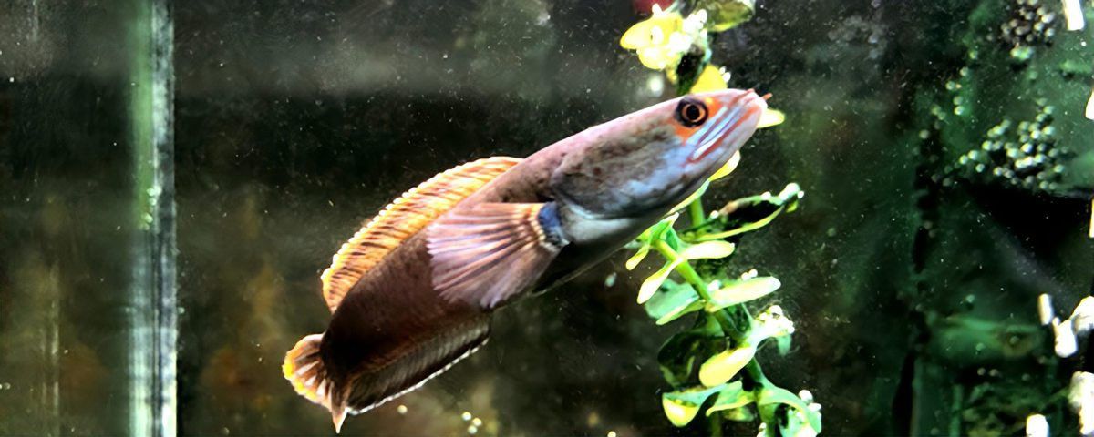 血斑雷龍魚能長多大的魚鱗