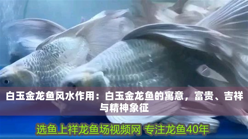 白玉金龍魚風水作用：白玉金龍魚的寓意，富貴、吉祥與精神象征