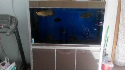 龍魚缸寬50公分怎么樣：龍魚缸寬50公分怎么樣探索適宜龍魚成長空間