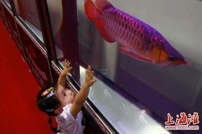 紅龍魚拍賣5個億，“紅龍魚拍賣5個億”是真的嗎？