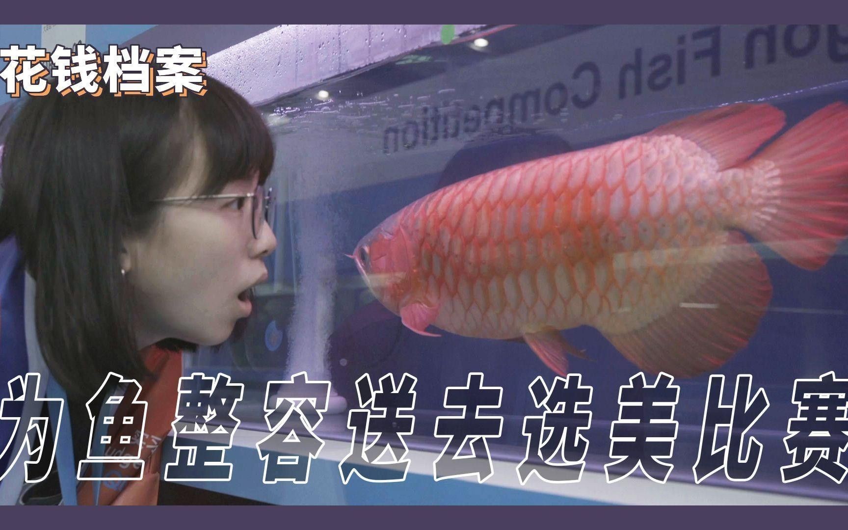 金龍魚一次喂多少合適？