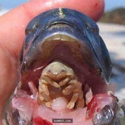 龍魚鰓里有寄生蟲（龍魚寄生蟲怎么治療）