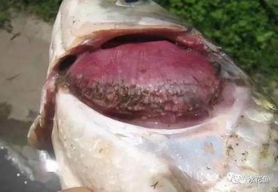 龍魚鰓里有寄生蟲（龍魚寄生蟲怎么治療）