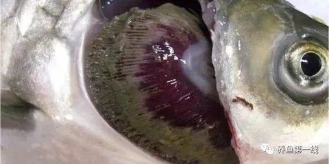 龍魚鰓里有寄生蟲（龍魚寄生蟲怎么治療）