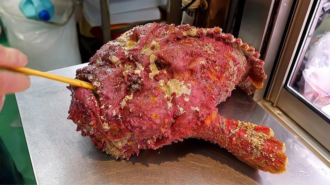 老虎魚有毒嗎怎么處理