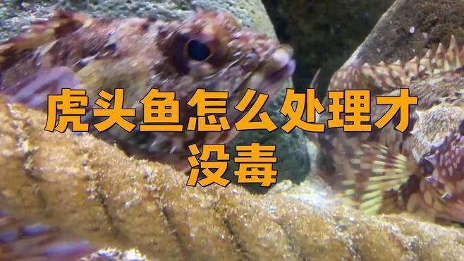 老虎魚有毒嗎怎么處理