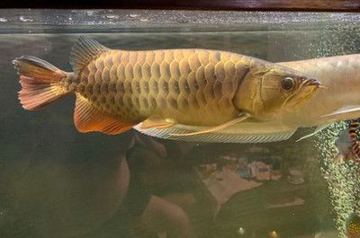 龍魚(yú)掉鱗片多久長(zhǎng)出來(lái)：龍魚(yú)掉鱗后如何保持水質(zhì)