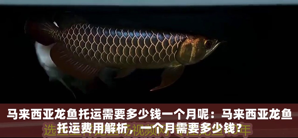 馬來西亞龍魚托運需要多少錢一個月呢：馬來西亞龍魚托運費用解析，一個月需要多少錢？